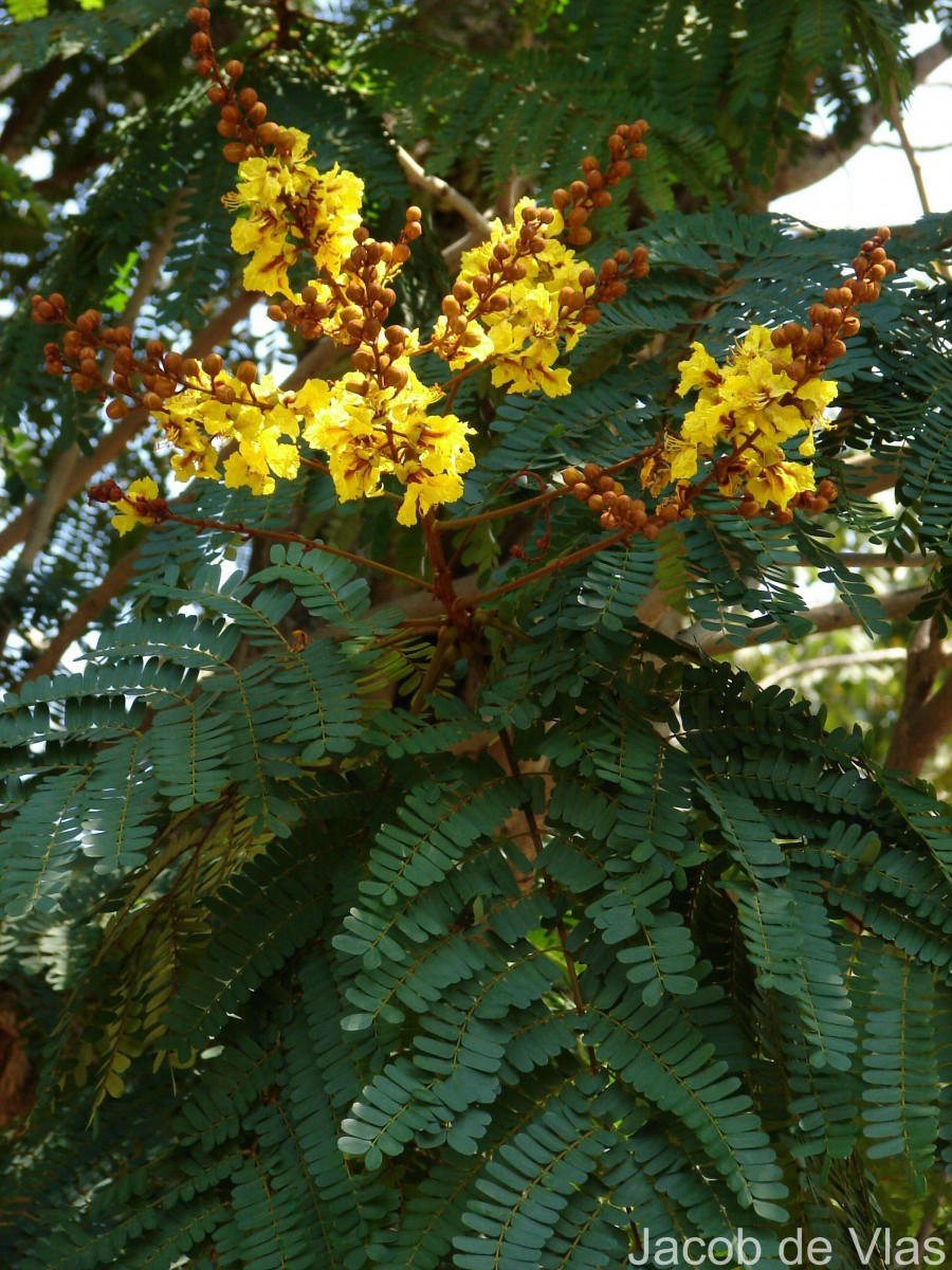 Peltophorum pterocarpum (DC.) Backer ex K.Heyne
